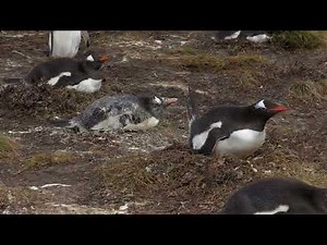 Galapagos Penguin pooping in buddies face | Projectile Diarrhea
