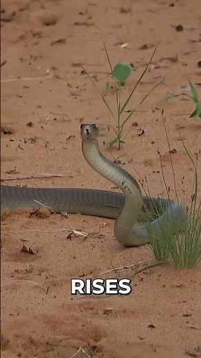 The Deadly Speed of the Black Mamba 🐍 |Nature’s Silent Killer #animals #venomouscreatures #wildlife