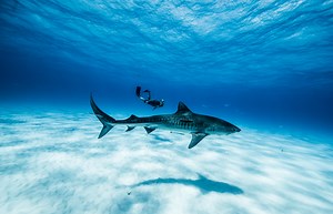 13 Bucket List Marine Animals and Where To Dive with Them