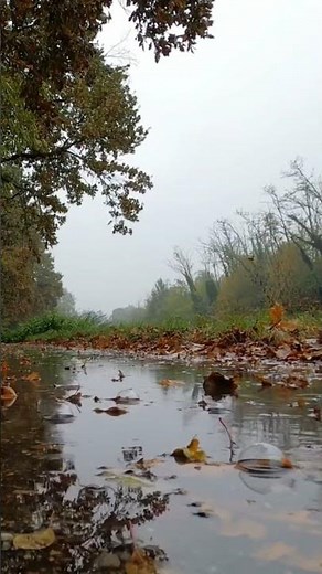 Gentle Rainfall in Nature for Restful Nights 💤