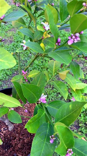 Meyer Lemon Tree Blooming Celebration
