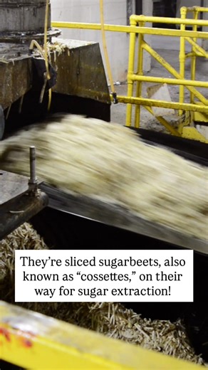 Have you ever been inside a sugarbeet factory? Take a peek into Western Sugar Cooperative’s factory in Scottsbluff, Nebraska. After harvesting, sugarbeets are washed and sliced into thin strips called cossettes. The strips are then added to boiling water to extract a sugary juice, which is then purified and boiled in a vacuum to produce a syrup containing sucrose crystals. Then, the crystals are separated from the molasses with centrifuges and dried in rotating drums. Finally, the crystals are p