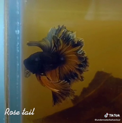 Siamese Fighting Fish Care: Betta Fish Insights