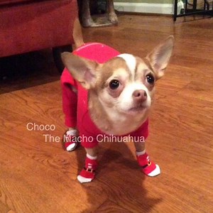 37K views · 3.8K reactions | CHOCOs Charms, hotter than a goats butt in a pepper patch, respectfully submitted by my friend Miss Eunice Alberta. Tap or press white arrow❤️ | Choco the Macho Chihuahua | Facebook