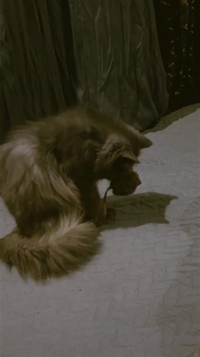 Engaging Mouse Toy Ideas for Your Hamster