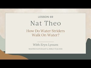 How Do Water Striders Walk On Water? Lesson 69