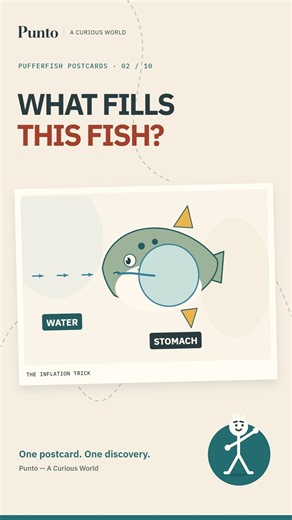 How Pufferfish Inflate: A Stomach Full of Water