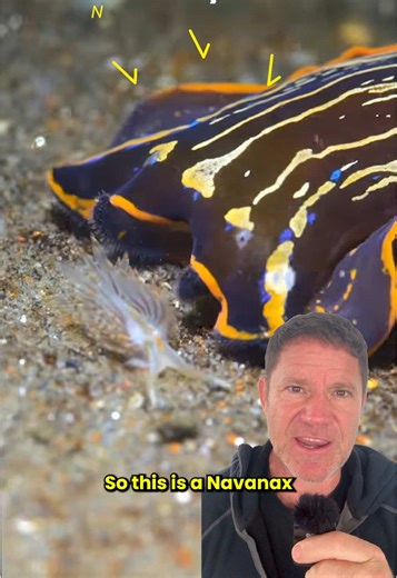 Watching this predatory sea slug is like watching a tiny dragon on the hunt. Navanax sea slugs follow the mucus trails of other slugs with chemoreceptors on their head and then catch up fast to devour their prey. They are fierce hunters of other sea slugs like opalescent nudibranchs, slipping over the sand and suctioning them up. 🐌🌊👀 Incredible footage by @Alexandre Bouzigues Nudibranch images by Joe Belanger, Bernard Picton, Deb Aston, Klas Malmberg and Peter Mieras.