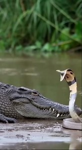 Cobra vs Crocodile 🐍🐊 Lightning Fast Snake Strike on Giant Predator