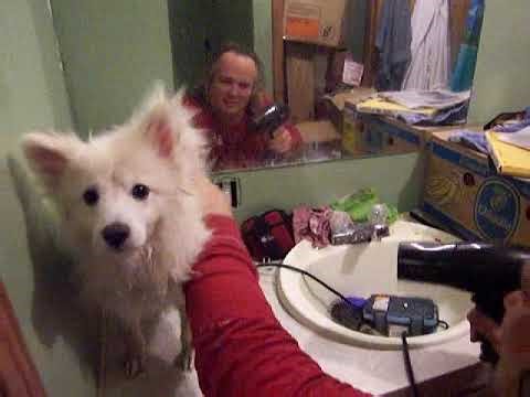 Pomeranian snowball getting blow dried