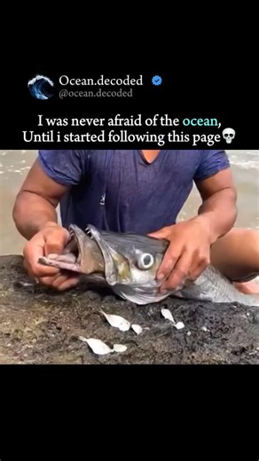 Ocean Decoded 🌊 on Instagram: "The Great Barracuda (Sphyraena barracuda) is a formidable apex predator found in subtropical and tropical oceans worldwide, easily recognized by its sleek, torpedo-shaped body and silvery scales. These fish are built for speed and efficiency, often reaching lengths of up to five feet. Their most striking feature is their large, powerful jaw filled with two rows of sharp, dagger-like teeth that point backward to prevent prey from escaping. While they often hunt by