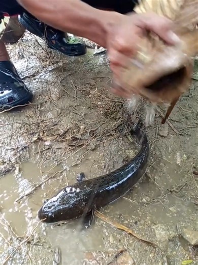 Memancing Ikan di Sungai: Tips dan Trik