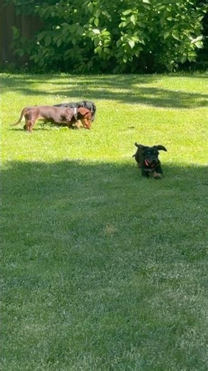 Chewy is growing up so fast! Such an amazing Dachshund puppy #puppy #dachshund #dog #cute