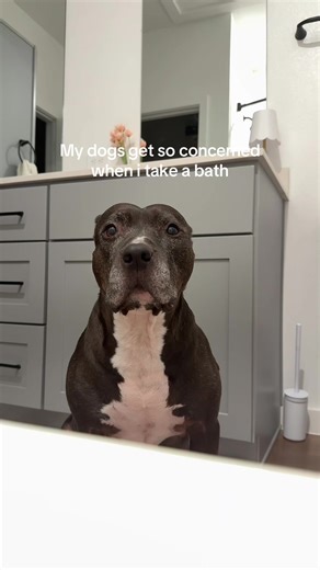 Why Dogs Get Concerned During Baths