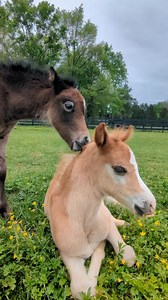 12K views · 366 reactions | From the mouths of babes #foals #sleepybaby #equestrian #horse #ponies #colts | Clovermeade Welsh Ponies | Facebook