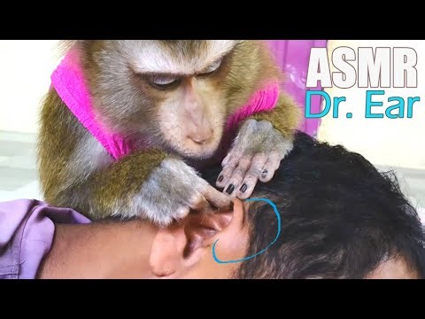 Essential Grooming Aggressive On Ear By Dr. Bela Basic ASMR Habit