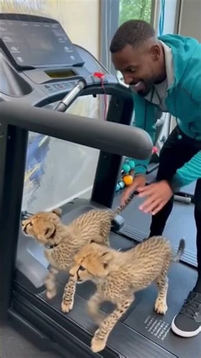 Cheetah Training Session 🐆 Cheetah on a Gym Treadmill #cheetah #treadmill #gym #speed #gym #shorts