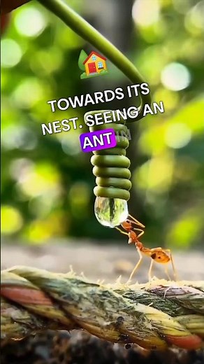 What Does It Mean to See an Ant in Your Dream? [2024]