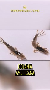 L’animal à la vie la plus COURTE ! 🦋🐛 #animal #vie #nature #insecte | Trash Videos