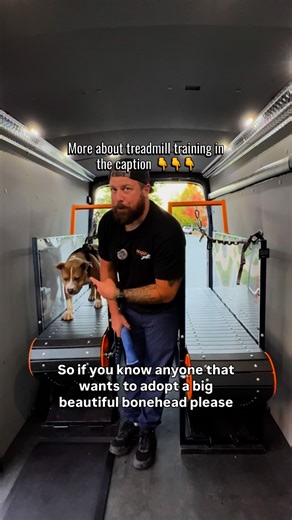 Waggin’ Wheels Mobile Dog Gym | Training a dog on the treadmill is about getting them to a point where they understand it’s not scary and it’s not the end of the world... | Instagram