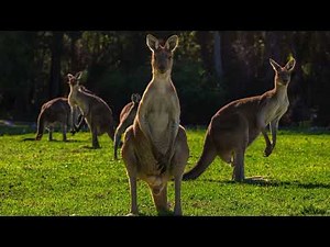 Kangaroo Growling Sound 🦘