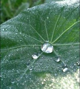 Hydrophobic and superhydrophobic surfaces - Nature's Raincoats