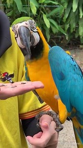 3.7K views · 74 reactions | When properly taken care of, some macaw species, such as Blue and Gold Macaws can live for an average of 60 years, and many have been recorded to live for up to 80 years. | KL Bird Park | Facebook