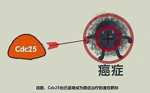 细胞分裂周期因子25（Cdc25），抗癌药物筛选靶标