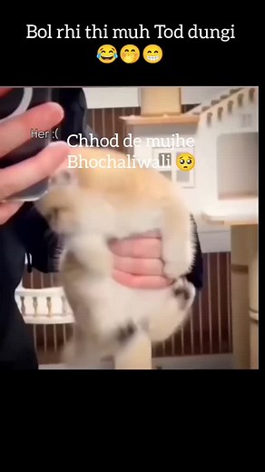 @angrycat | Day 48 Angry cat 😠 thanks for 1M 🤩 #daily #dailymemes #angry #angrycat #cat #new#viral #trending #memes #funny | Instagram