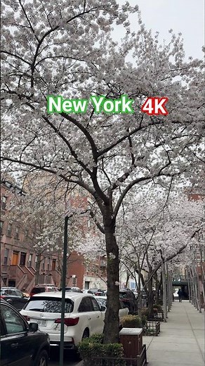 Spring in New York City 🌸🌿 | The Most Beautiful Time to Visit NYC 🇺🇸 #newyorkcity #travel #usa