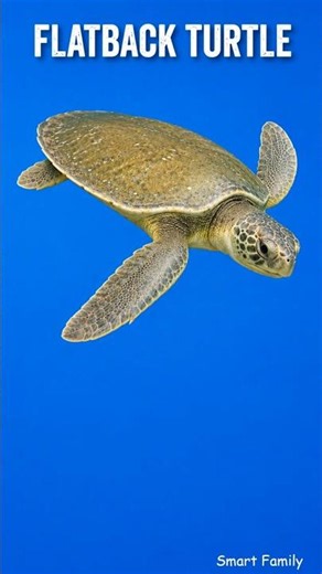 Meet 8 Amazing Turtle Species 🐢