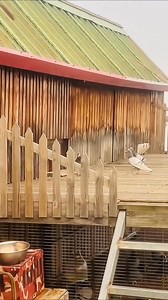 Pigeon come from 220 km race #reelsvideoシ #racingpigeons #HolidaySafety | Medul's Pigeon