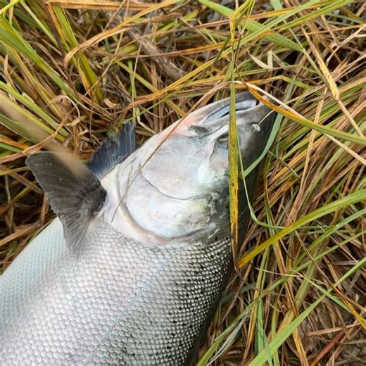 Rainbow King Lodge - The Ultimate Fishing Experience on Reels