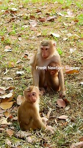 2.9K views · 79 reactions | Mom weaning little cute baby monkey, Baby cry loudly | Fresh Newborn Monkey | Facebook