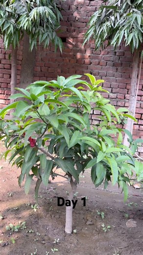 Day 1: Starting My 1500 Days Mango Tree Growth Journey 🥭#day1 #mangotree #plantgrowth #shorts