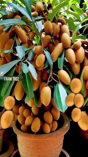 The best way to plant sapodilla trees is by stem cuttings.#growingfruits #sapodilla #gardening #bhfyp #nutrition #fruitlover #fruits #fitness #fruitgarden #shortsfeed #instagram #tree #fruittree #fruittrees #grafting #reelsvideo #shortsreels #shortsviral #garden #shortsvideo #satisfying #fruit #shots #reelsfb #fruitsalad #freshfruit #agriculture #trees | Farm Tree