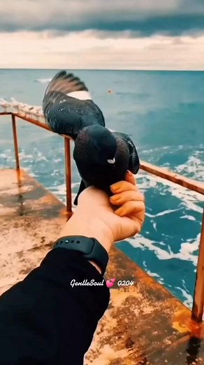 🍀Skyline Pigeon #skylinepigeon #eltonjohn #lyricsvideo #lyrics #fullsong #Capcut