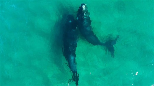 Two beautiful southern right whales in the shalllows at Bermagui | Flying Shark Whisperer