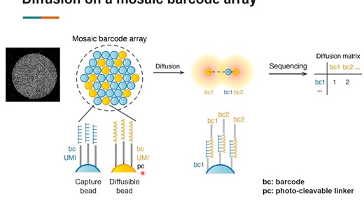 通过计算阵列重建的可扩展空间转录组学 || The Chen Lab