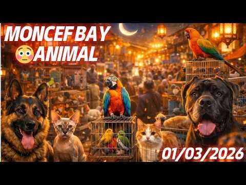 جولة في سوق منصف باي للحيوانات بدون مونتاج 01/03/2026 ( Moncef Bay animal )