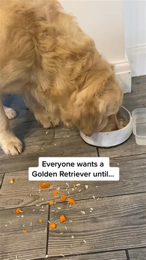 Mucky pup #goldenretriever #FoodTok #dogs #fyp #messyeater | Elton GoldenRetriever