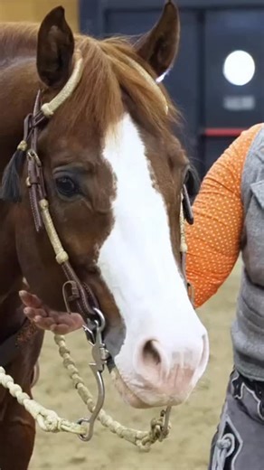 🇺🇸🎥 Horse Movement — it’s all the beauty of western motion - powered by Equita Lyon Western Horse Show 🇫🇷 🎥 Horse Movement — toute la beauté du mouvement western- alimentée par Equita Lyon Western Horse Show 🤠 🎬 @play2ride | Equita Lyon Western Horse Show