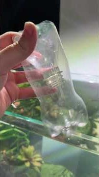 Catching shrimp is this easy 🦐#aquarium #aquascape #aquascaping