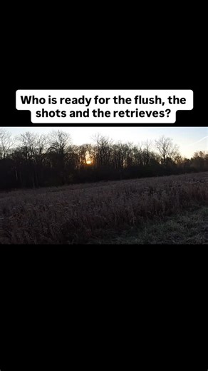 Triple B Pheasants is ready to start capturing some great hunting videos this year! Can’t wait to capture the flush, the shots and the retrieves! There might be a miss or two. #triplebpheasants #pheasanthunting #uplandhunting #uplandbirdhunting #pheasantshooting #ringneckpheasant #englishspringerspaniel #pheasant | Triple B Pheasants | Facebook