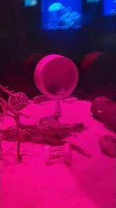 Grasshopper mouse at California Academy of Science