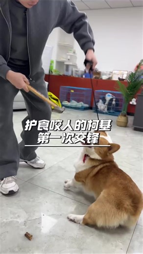 Effective Home Training Tips for Aggressive Dogs