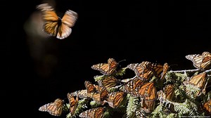 Mexico: The Myth of the Monarch Butterfly