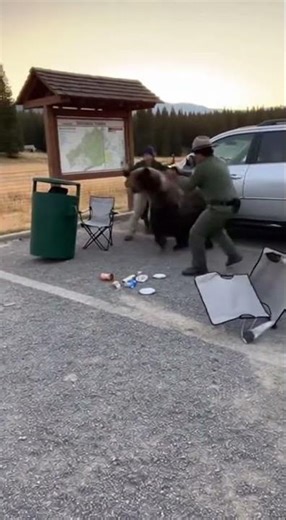 Grizzly Bear Traps Hiker at Yellowstone Trailhead, Ranger Sprints In #grizzlybear
