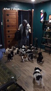 My grand welcome committee ♥️ #shihtzu #dog | ChukChuk
