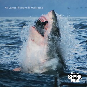 2.3M views · 32K reactions | Colossus has vanished… but where did he go? Join the search on Air Jaws: The Hunt for Colossus as #SharkWeek begins, Sunday, July 20 at 9p on Discovery. | Shark Week | Facebook